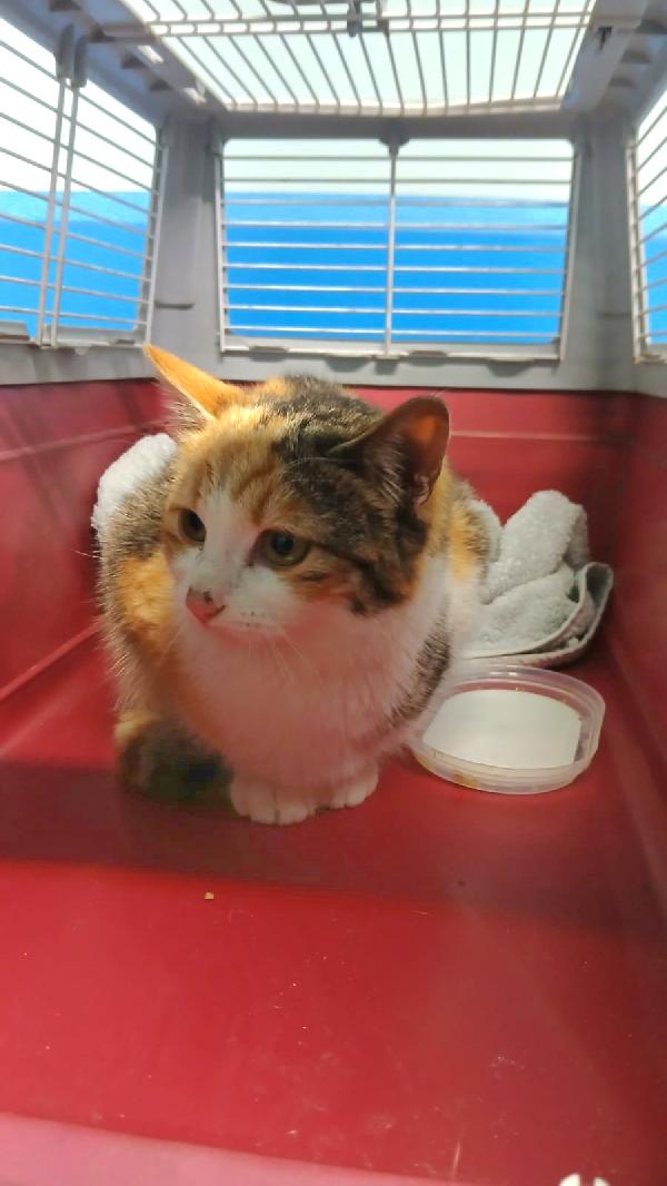 GIOIA: GATTINA TRICOLORE DI 5 MESI CERCA FAMIGLIA Foto 5